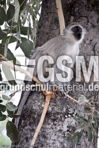 Grüne Meerkatzen (7 von 67).jpg